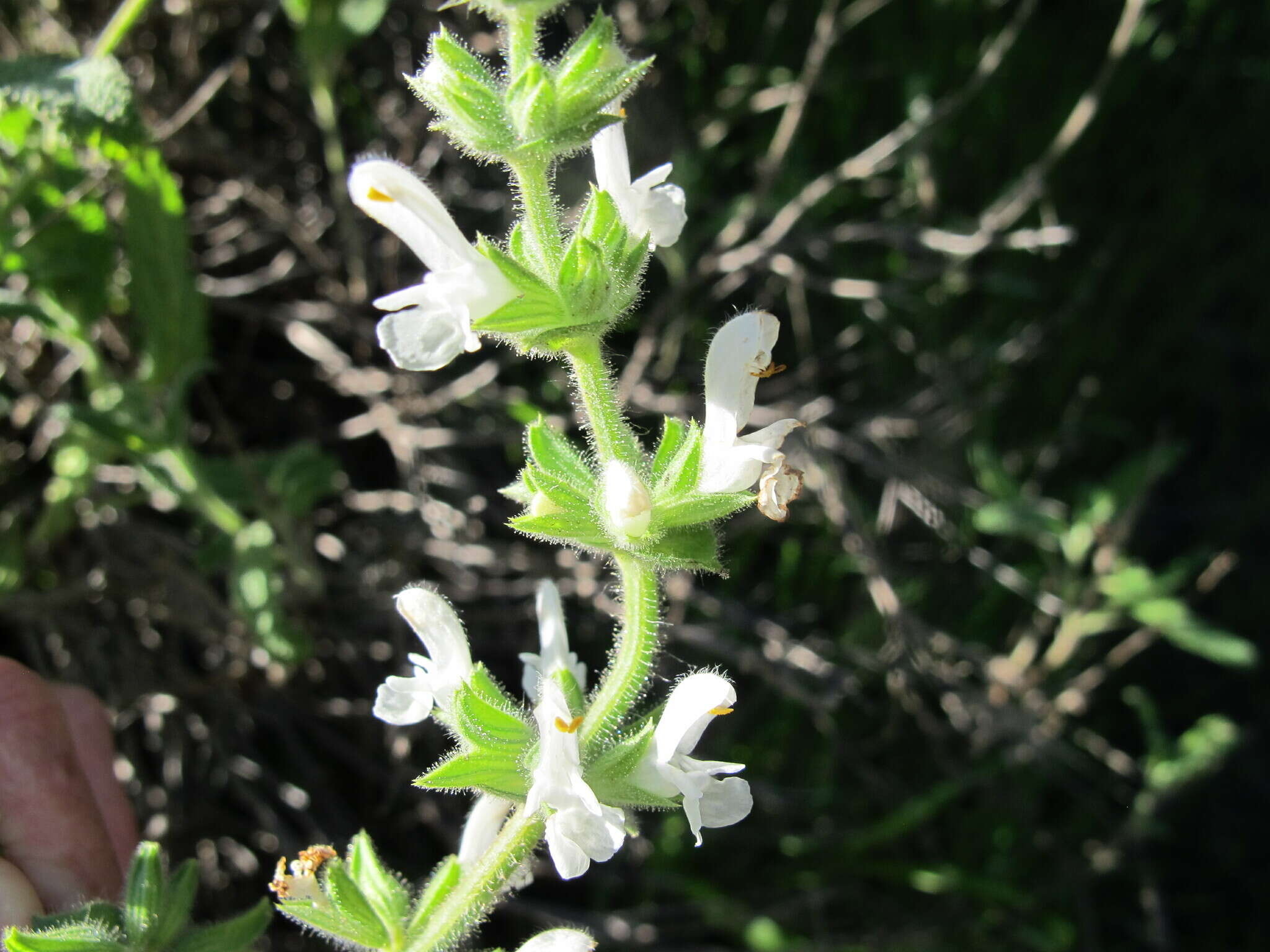 Image of Dassie Sage