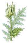 Image of Cabbage Thistle