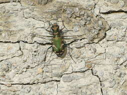 Image of Common Claybank Tiger Beetle