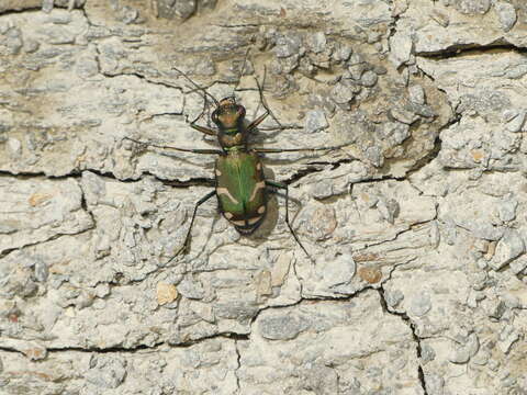 Plancia ëd Cicindela (Cicindela) limbalis Klug 1834