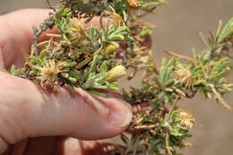 Image de Diplostephium meyenii (Sch. Bip.) Wedd.