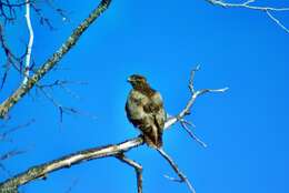 Image of Common Buzzard