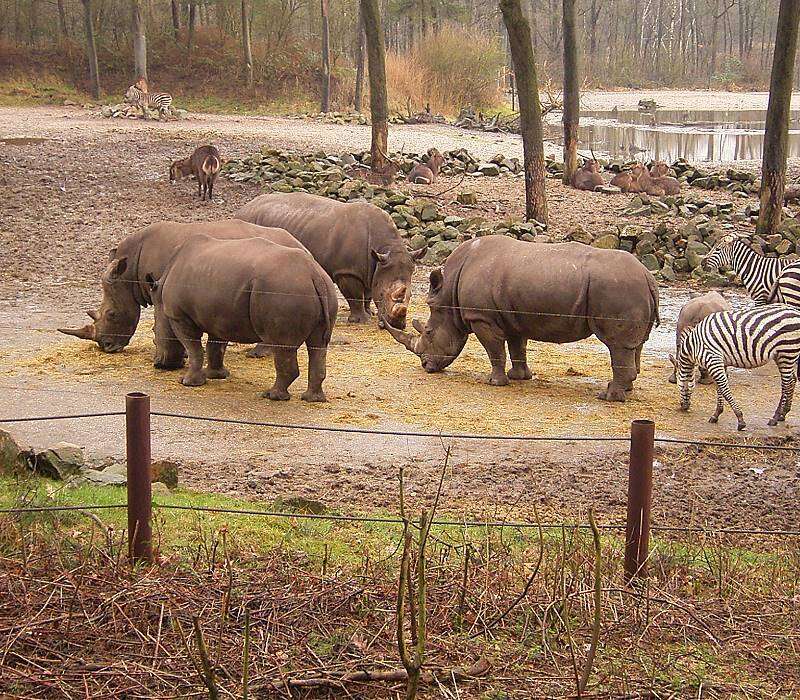 Image of Grass Rhinoceros