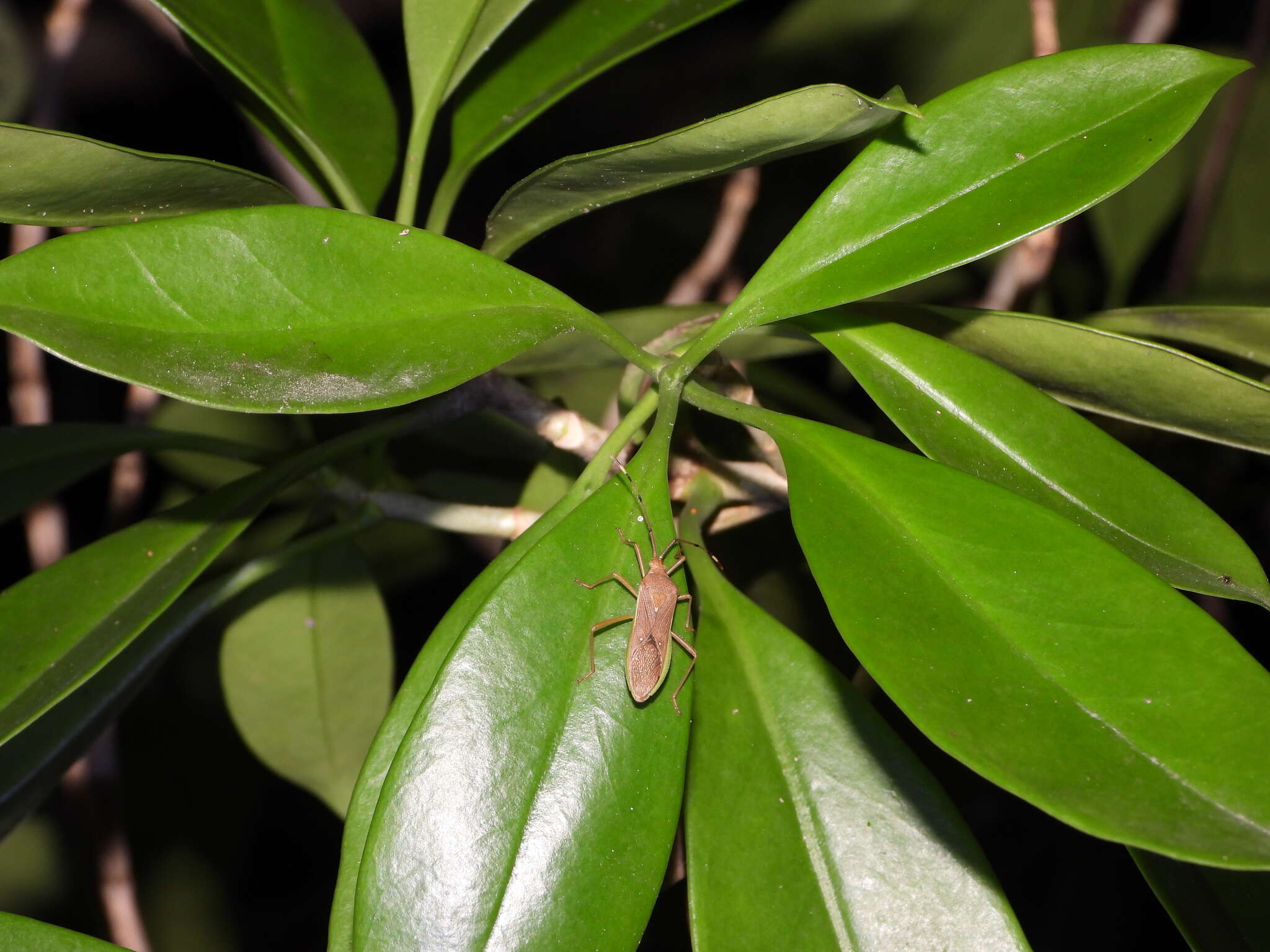 Image of Homoeocerus (Anacanthocoris) bipustulatus Stål 1871