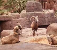 Image of bighorn sheep