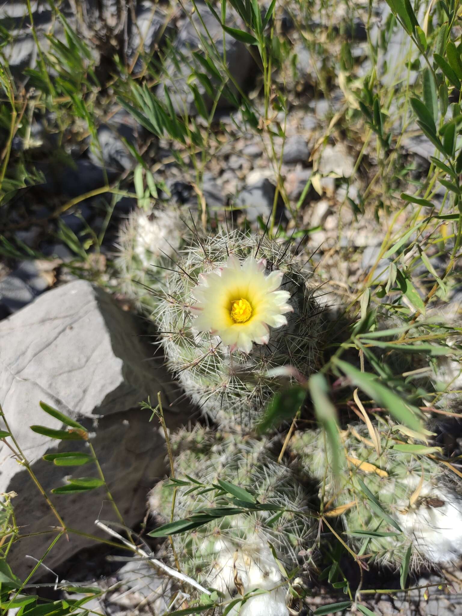 Image of Coryphantha durangensis subsp. durangensis
