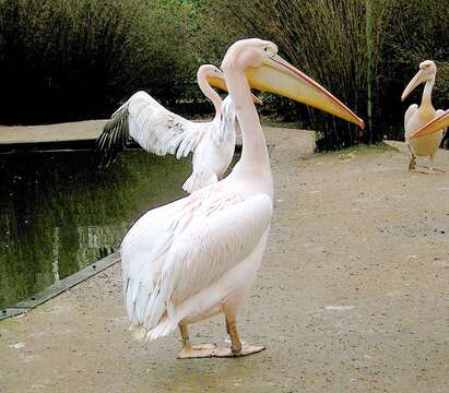 Image of Great White Pelican