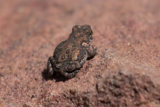 Image of Poyntonophrynus fenoulheti (Hewitt & Methuen 1912)