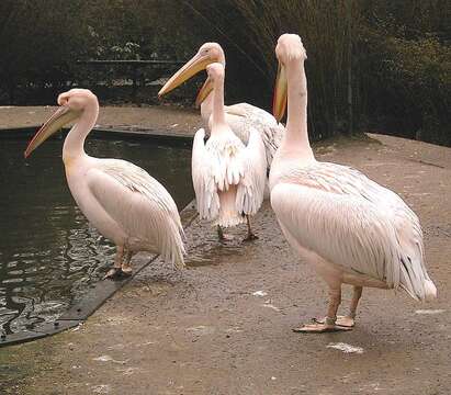 Image of Great White Pelican