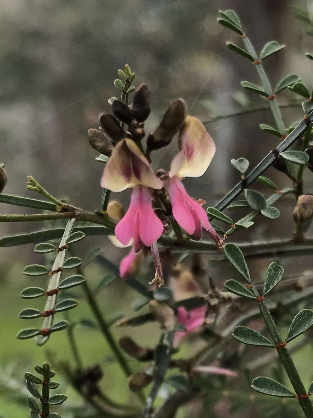 Image of Indigofera adesmiifolia A. Gray