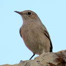 Image of Oenanthe familiaris angolensis (Lynes 1926)