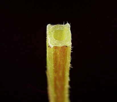 Image of white deadnettle