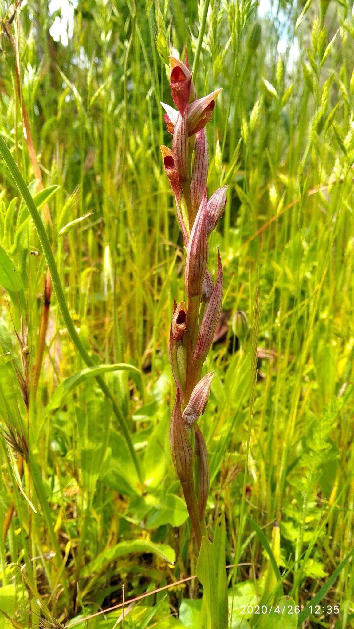 Image of Small-flowered serapias