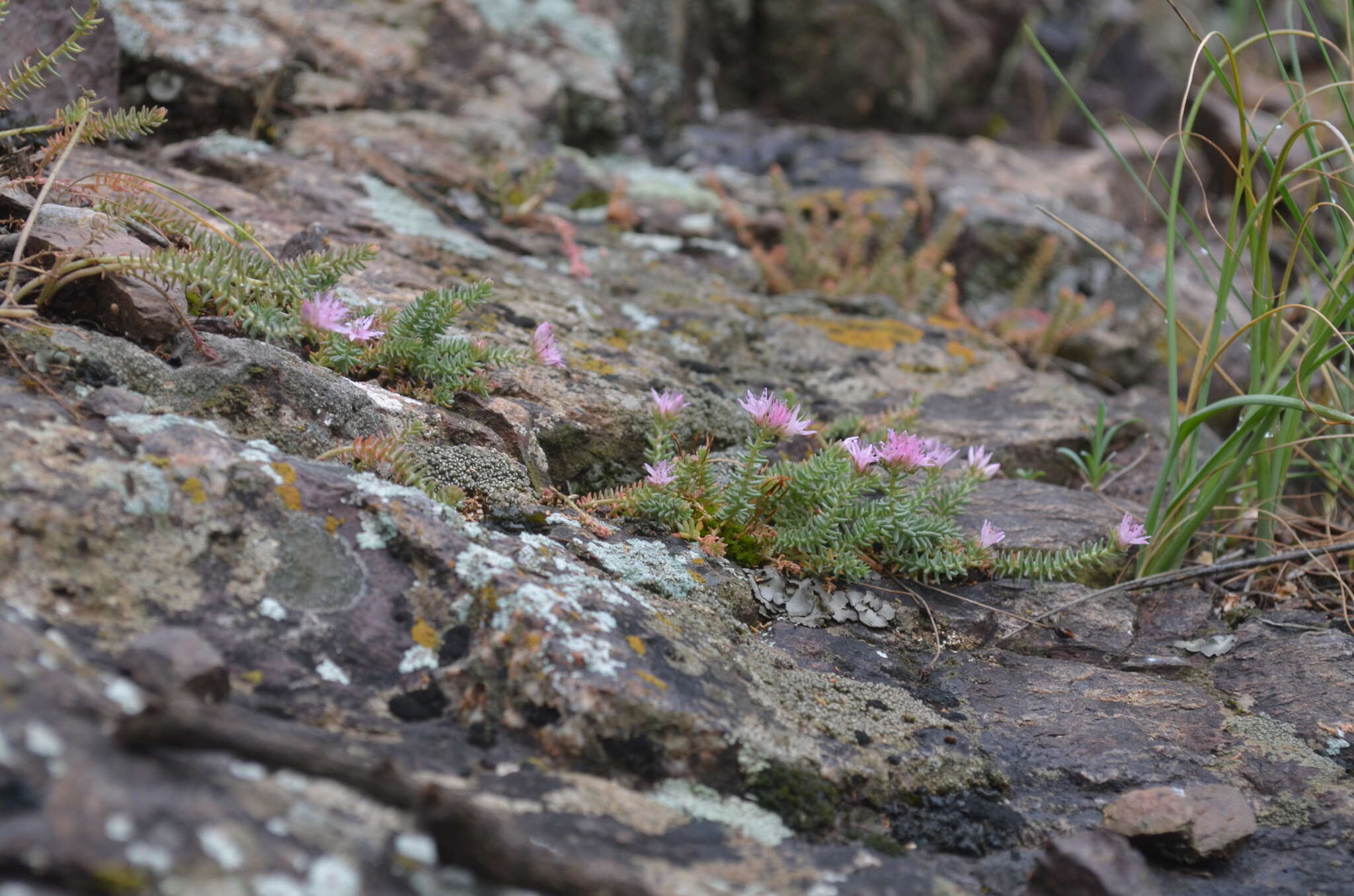 Image of Pseudosedum ferganense Boriss.