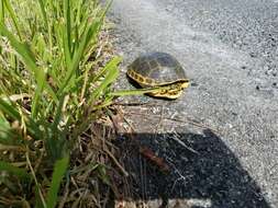 Imagem de Deirochelys reticularia chrysea Schwartz 1956