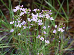 Image of cuckoo flower