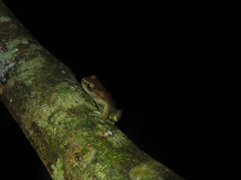 Image of Dendropsophus schubarti (Bokermann 1963)