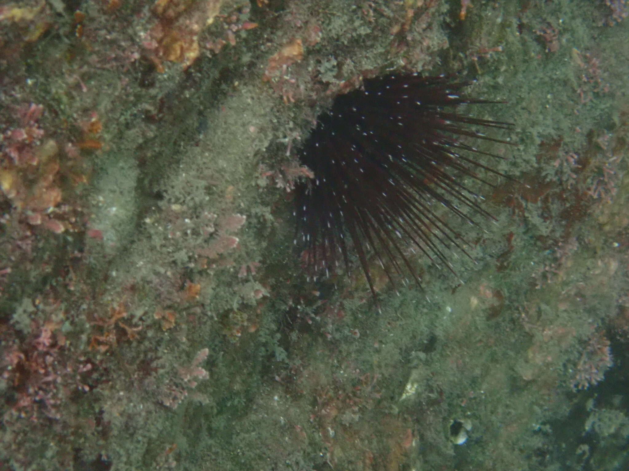 Image of Echinostrephus A. Agassiz 1863