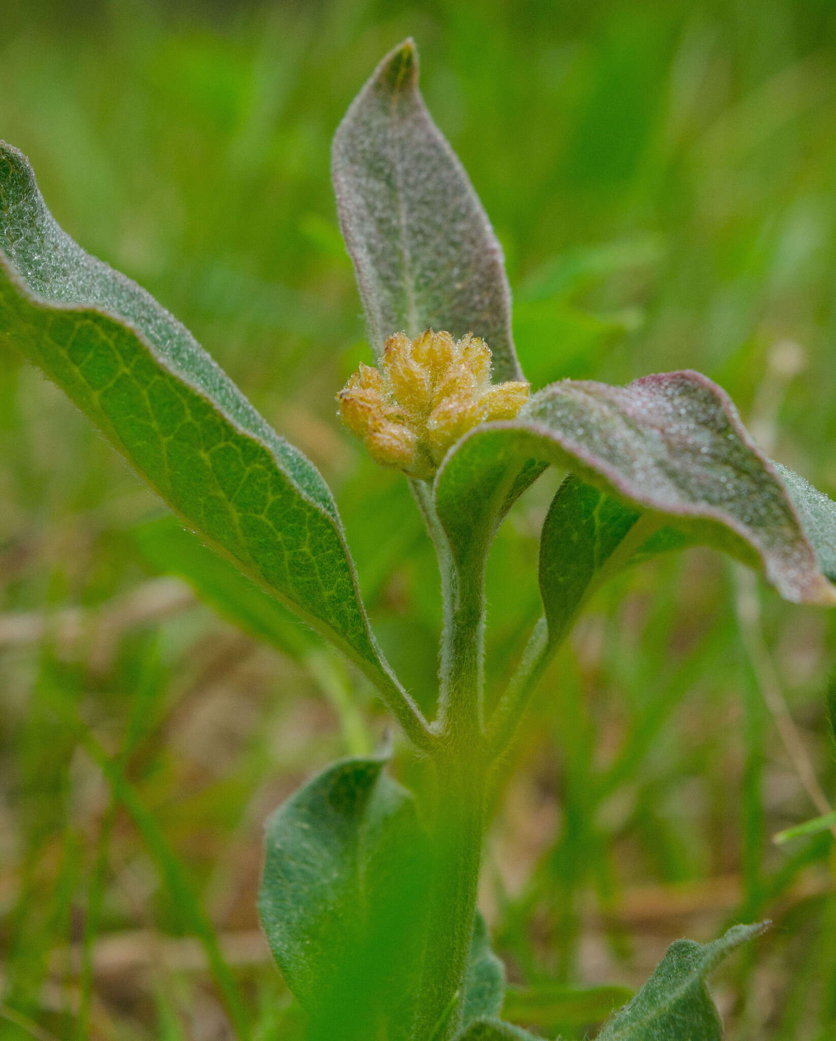 Image of oval-leaf milkweed