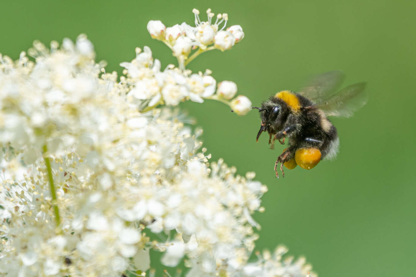 Image of White-tailed bumblebee