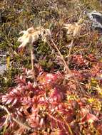 Image of glacier avens