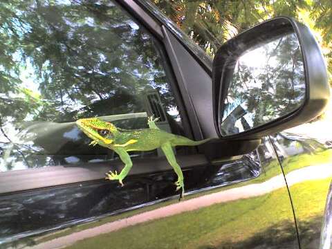 Image of Cuban Giant Anole