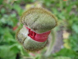 Image of corn poppy