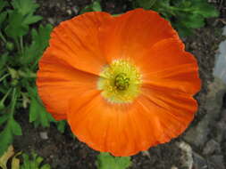 Image of Iceland Poppy