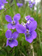 Image of common dog-violet