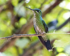 Image of Green-crowned Brilliant