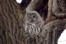 Image of Barred Owl