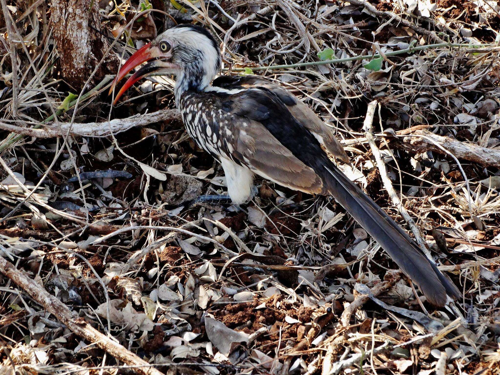 Image of Southern Red-billed Hornbill