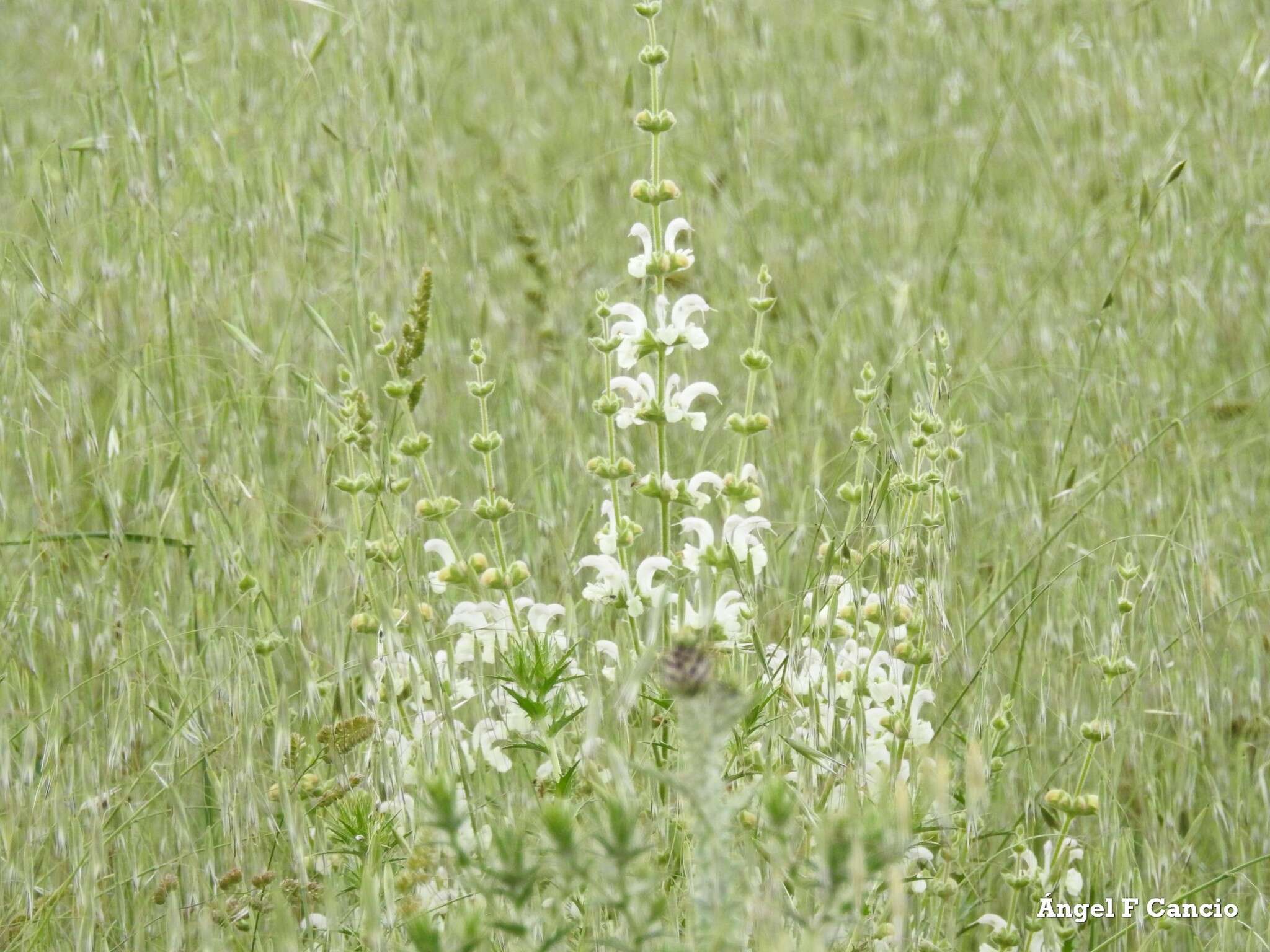 Salvia argentea L.的圖片