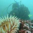 Image of Fish-eating anemone