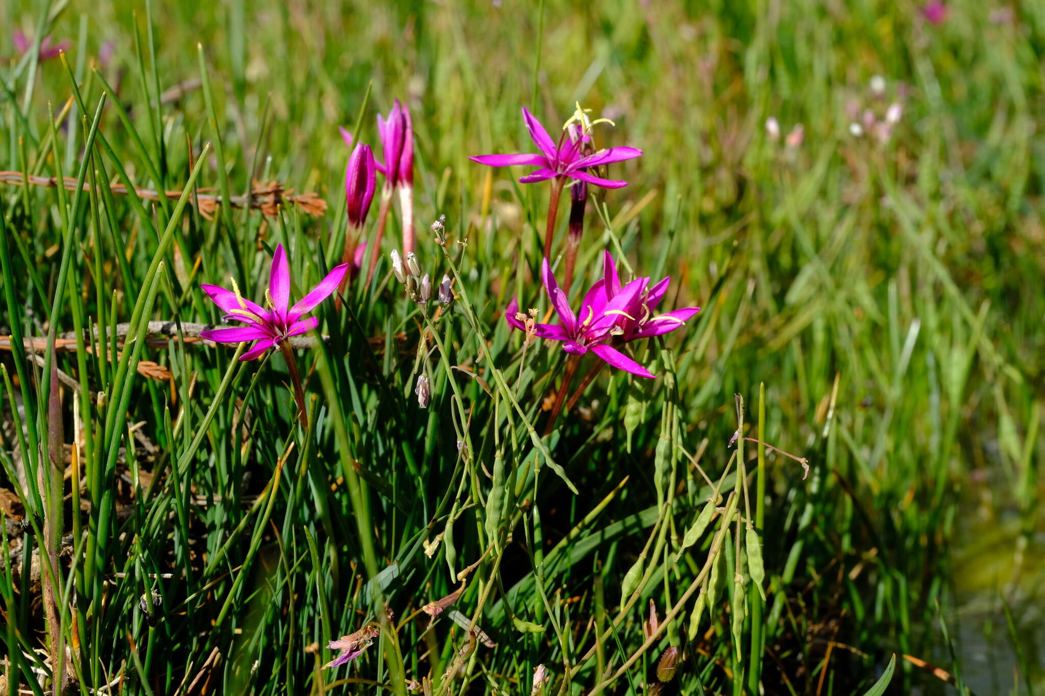 Image of Hesperantha oligantha (Diels) Goldblatt