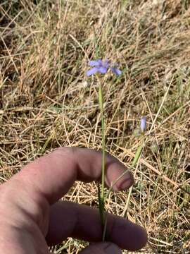 Image of Funeral Mountain blue-eyed grass