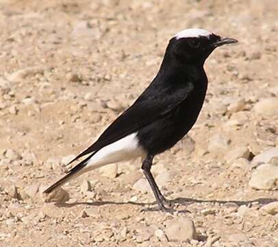 Image of White-crowned Black Wheatear