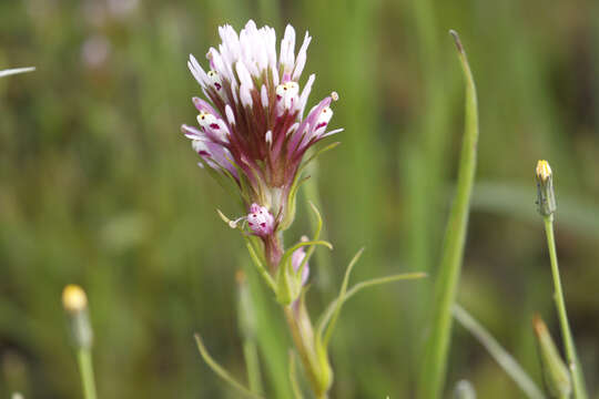 Image of Castillejinae