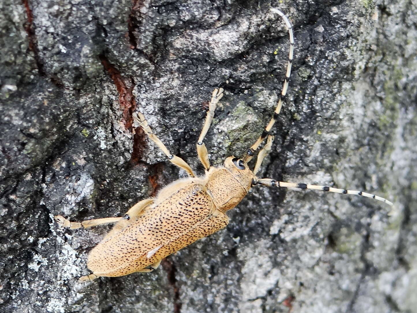 Image of Poplar Long-Horned Beetle