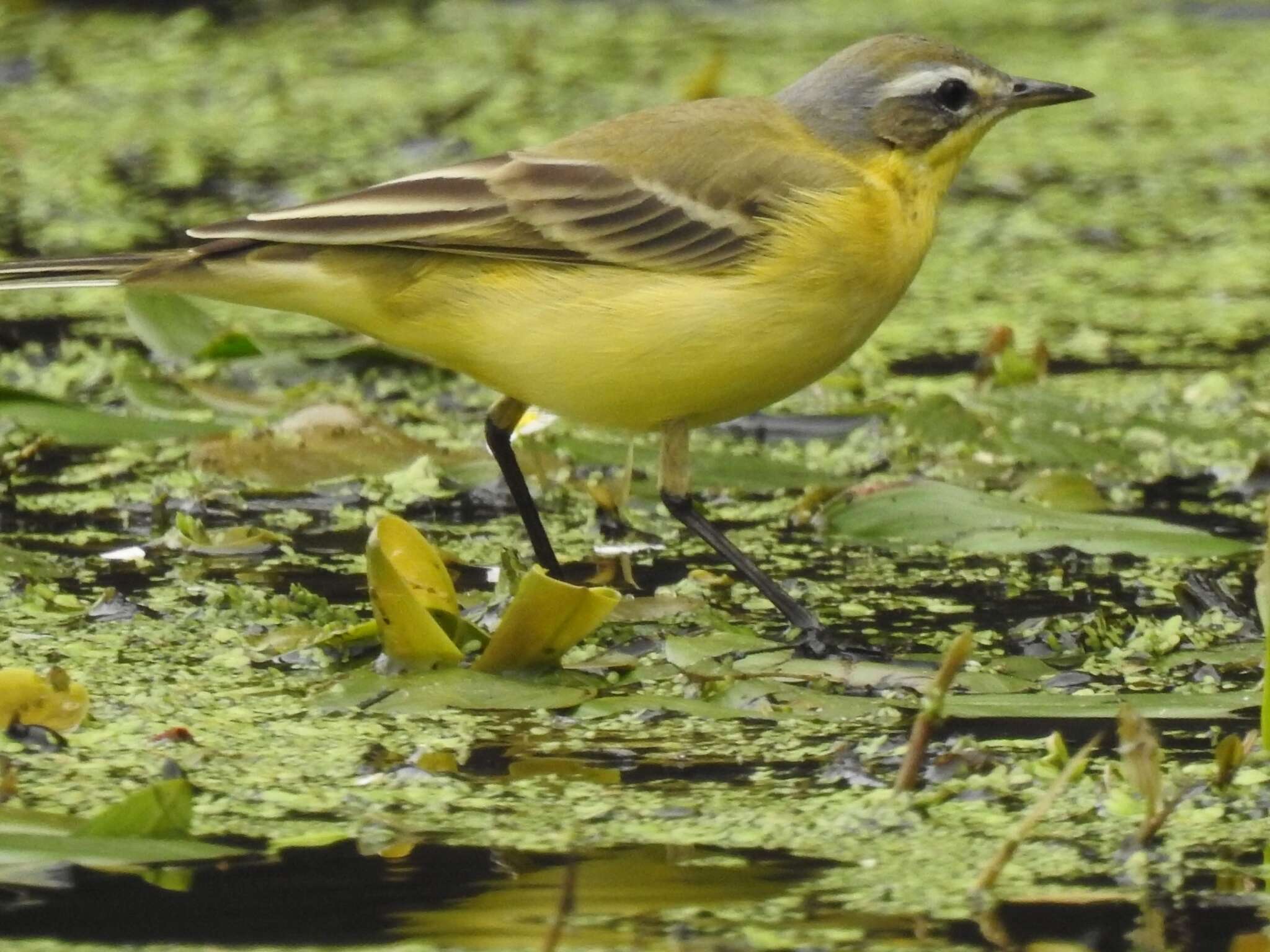 Motacilla flava flava Linnaeus 1758 resmi