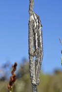 Image of Robertson Dwarf Chameleon