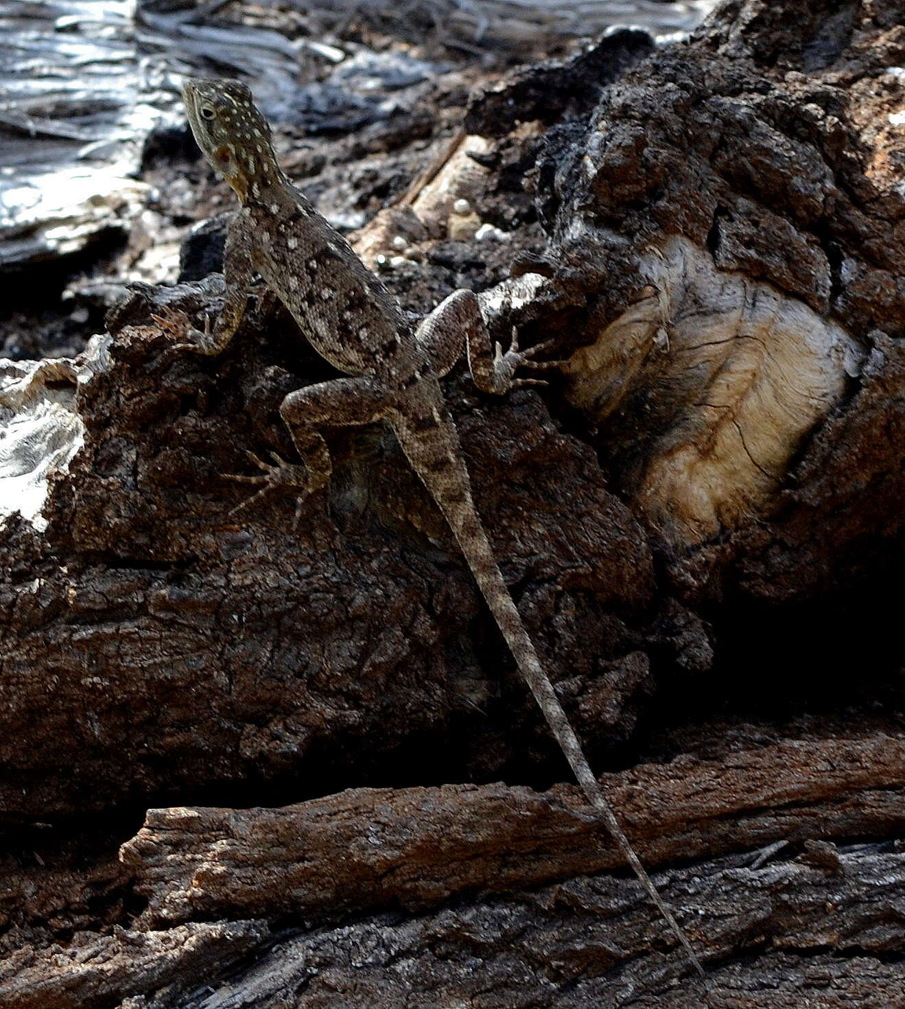 Image of Common agama