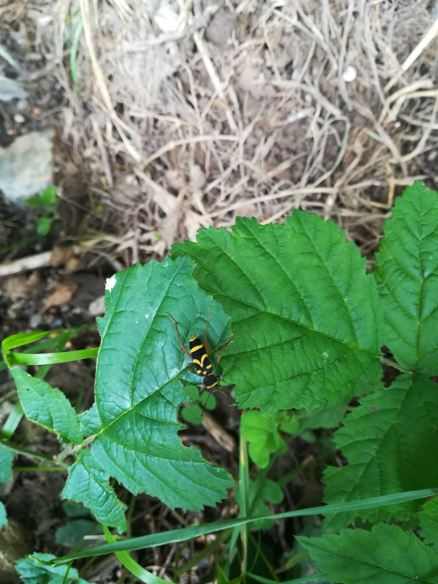 Image of Wasp beetle