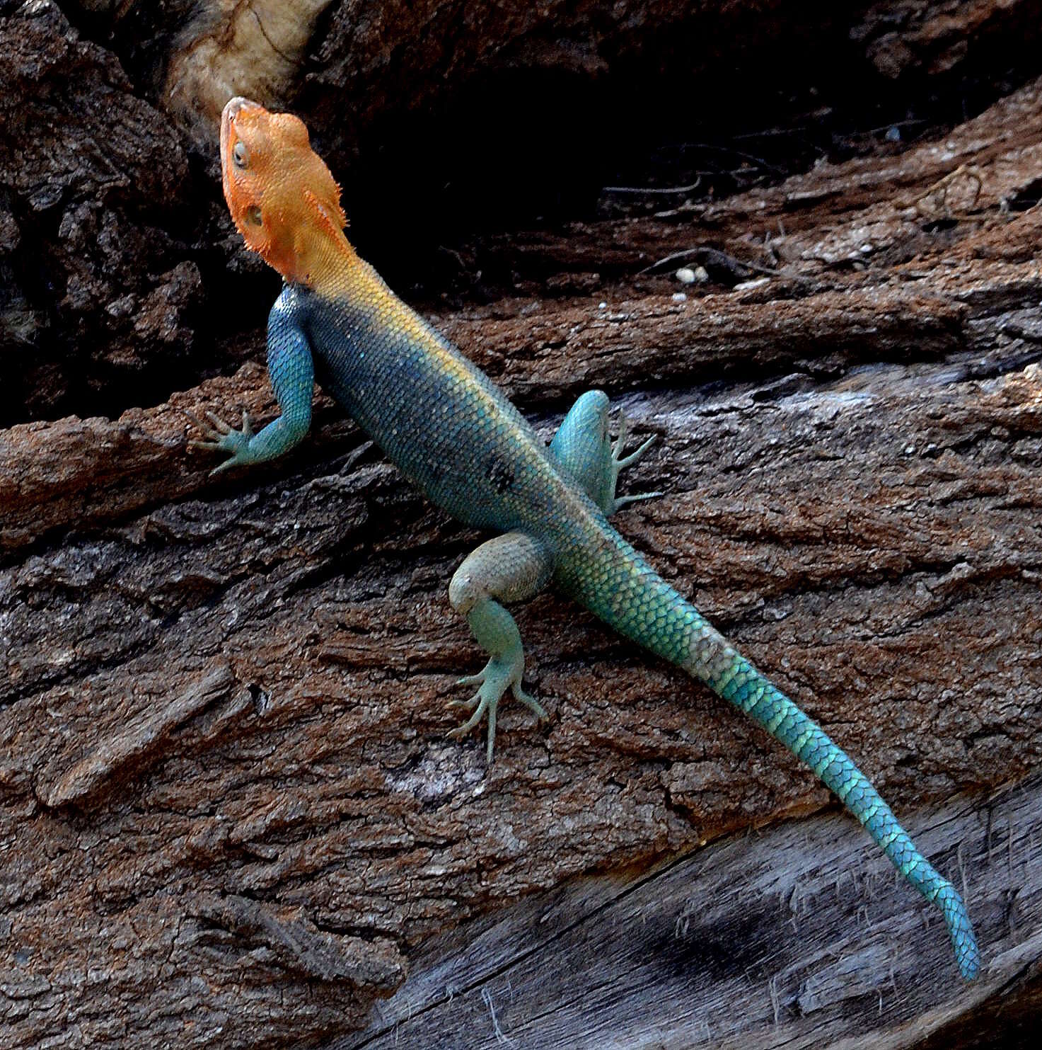 Image of Common agama