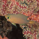 Image de Pycnochromis atripes (Fowler & Bean 1928)