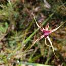 Image of Kari spider orchid