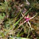 Caladenia brownii Hopper resmi