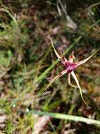 Caladenia brownii Hopper resmi