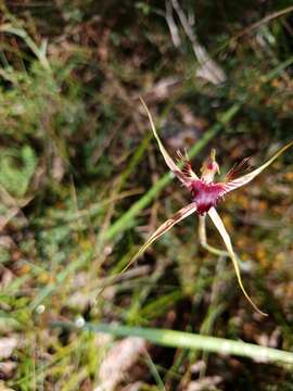 Caladenia brownii Hopper resmi