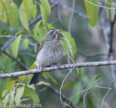 Image of Lesser Antillean Saltator